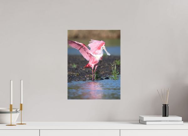 Water Dance, Roseate Spoonbill