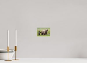 Maternal Instinct, Alaskan Coastal Brown Bear