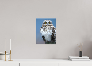Intensity, Short-eared Owl