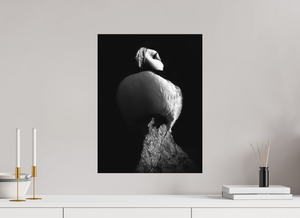 Shadow Play, Tufted Puffin