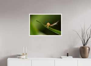 Plumes, Planthopper Nymph