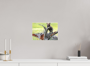 Branching Out, Alaskan Coastal Brown Bear Cub