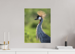 Glamour, Crowned Crane