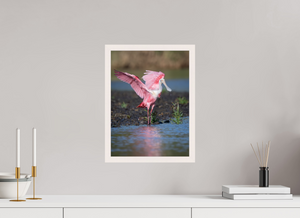 Water Dance, Roseate Spoonbill