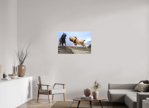 Billy Goat's Gruff, New Zealand