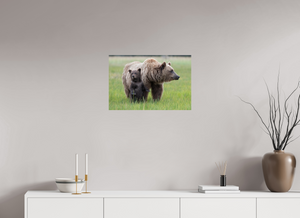 On Alert, Alaskan Coastal Brown Bear