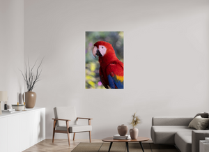 Colors of the Tropics, Scarlet Macaw