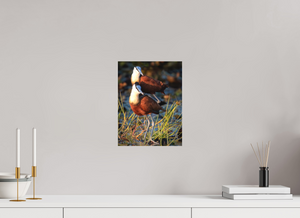 Signs of Spring, African Jacana