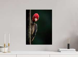 Dissatisfaction, Pale-billed Woodpecker