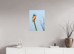 Mohawk, Malachite Kingfisher