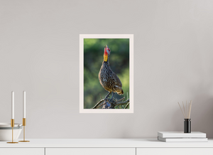 Welcoming the Dawn, Yellow-necked Spurfowl