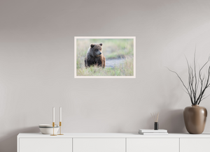 Wonder World, Alaskan Coastal Brown Bear Cub