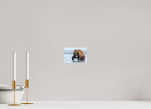 Protection, Alaskan Coastal Brown Bear Cub