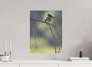 Delicate Details, Amazon Kingfisher