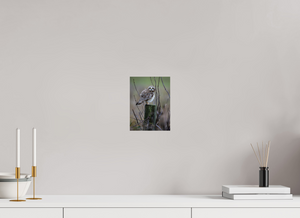 Butcher Block, Short Eared Owl