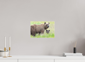 Limited Visibility, Alaskan Coastal Brown Bear