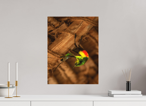 Color Balance, Sunbird