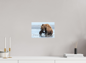 Protection, Alaskan Coastal Brown Bear Cub