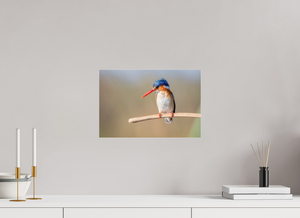 Dripping Wet, Malachite Kingfisher