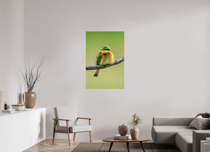 Avian Acrobat, Little Bee Eater