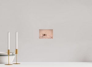 Army of One, African Armored Cricket