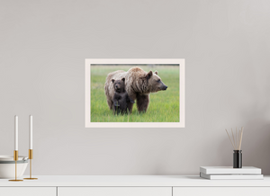 On Alert, Alaskan Coastal Brown Bear