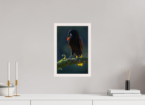 Master of Ceremonies, Montezuma Oropendola