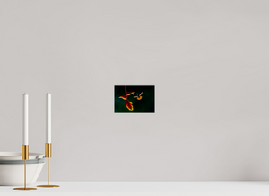 Inferno, Rufous-tailed Hummingbird