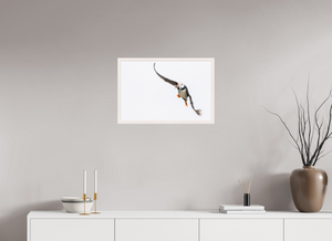 The Provider, Tufted Puffin