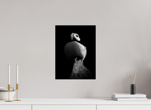 Shadow Play, Tufted Puffin