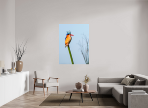 Mohawk, Malachite Kingfisher