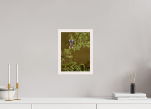 Watercolors, Anhinga