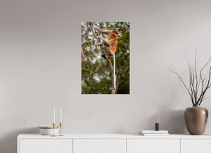 Hostility, Proboscis Monkey