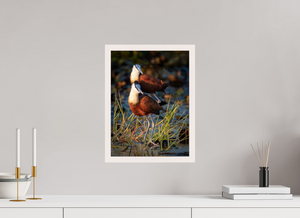Signs of Spring, African Jacana