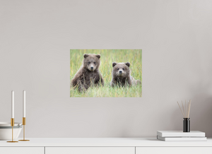 Curiosity, Alaskan Brown Bear Cub