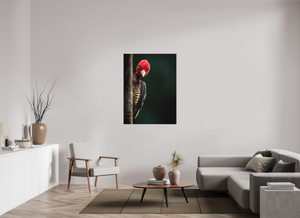 Dissatisfaction, Pale-billed Woodpecker