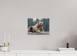 Bears and Blooms, Alaskan Coastal Brown Bear