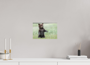 Balancing Act, Alaskan Coastal Brown Bear Cub