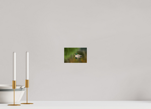 Autumn Mirror, Mallard