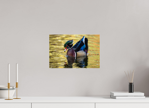 Eye Candy, Wood Duck