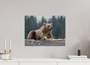 Bears and Blooms, Alaskan Coastal Brown Bear