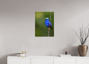 Scarlet Stockings, Red-legged Honeycreeper