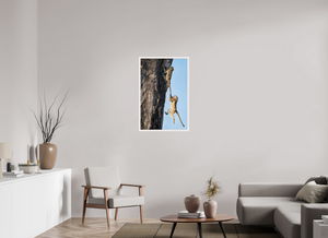 King of the Swingers, Baboon