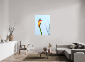 Mohawk, Malachite Kingfisher