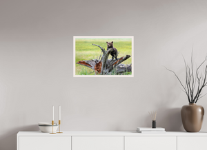 Branching Out, Alaskan Coastal Brown Bear Cub