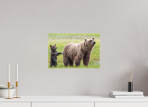 Maternal Instinct, Alaskan Coastal Brown Bear