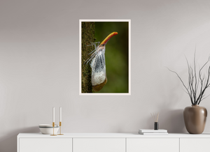 Pinocchio, Lanternfly