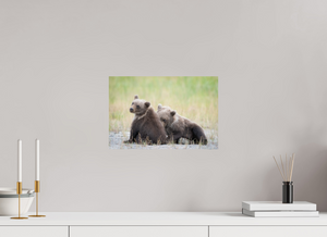 Observation, Alaskan Brown Bear Cubs