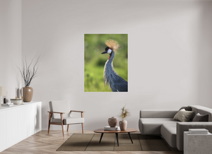 Glamour, Crowned Crane