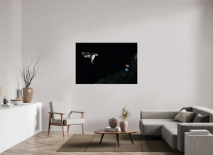 Home For Dinner, Atlantic Puffin